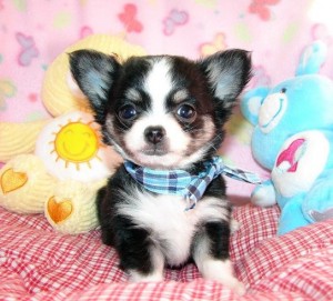 Cute Chihauhua Puppies for Chihuahua Loving Homes
