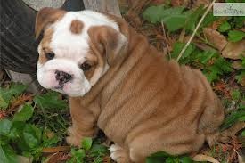 AKC English Bulldog Puppies for Sale