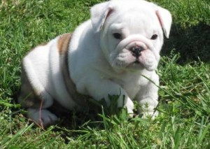 English Bulldog puppies for Sale