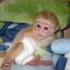 White Face Capuchin Monkey