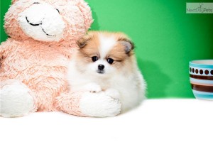 Cute Pomeranian Puppies Available