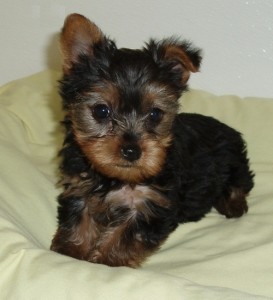 Cute Yorkie Puppies