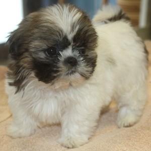 Female Shih Tzu Pups