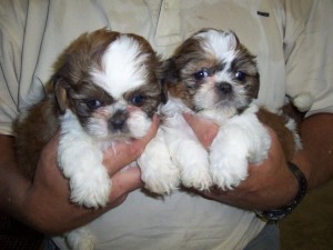 Beautiful Shih Tzu Puppies