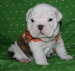 Adorable Female English Bulldog Puppy available now for adoption