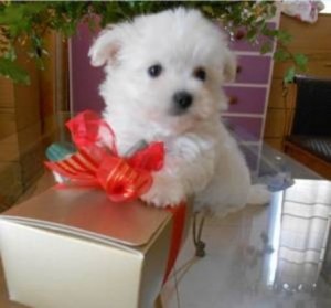 14 week old  maltese pups available