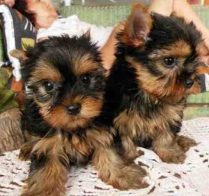 Two Yorkie pups for re-homing