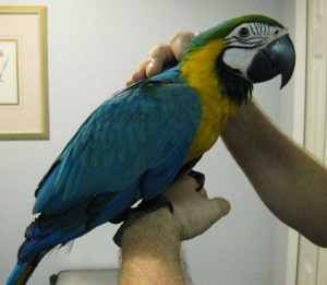 Wonderful Blue And Gold Macaw for sale