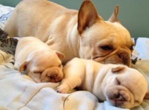 French Bulldog Puppies