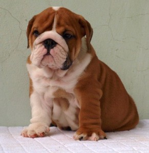 English Bulldog Puppies Available for Adoption