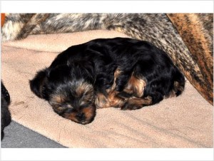 Yorkie puppies just born!