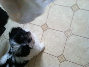 3 Month Shih Tzu