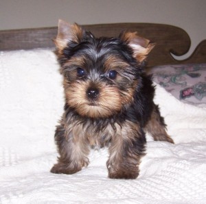 Cute Yorkshire Terrier Puppies for Adoption - 11 Weeks Old