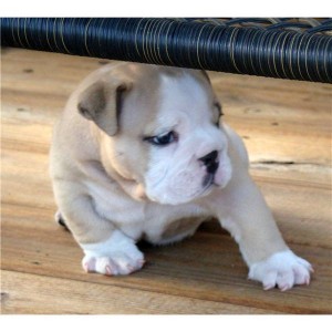Amazing English Bulldogs Puppies, For FREE to good homes