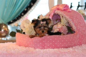 Very Small Yorkie Puppies