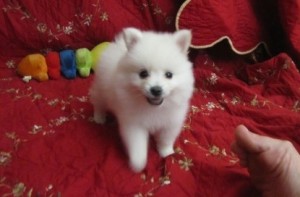 Marvelous Pomeranian Puppies