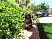 Cute Yorkshire Terrier Puppies