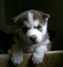 Healthy Siberian husky Puppies