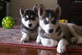 Energetic Siberian Husky Puppies