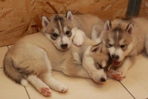 Black and White Siberian Huskies