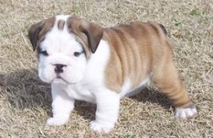 GORGEOUS ENGLISH BULLDOG PUPPIES FOR ADOPTION