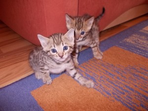 Beautiful Bengal Kittens for Adoption