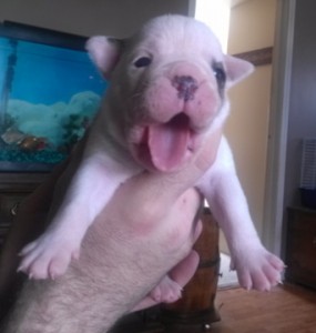 English Bulldog Puppies