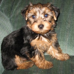 Potty Trained Yorkie Puppies
