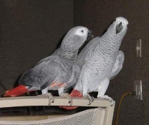 African Grey Parrots for Adoption