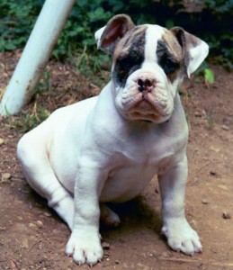 Traditional English Bulldogs.