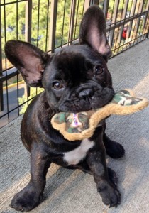 Beautiful French Bulldogs