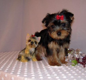 Healthy Yorkie Puppies