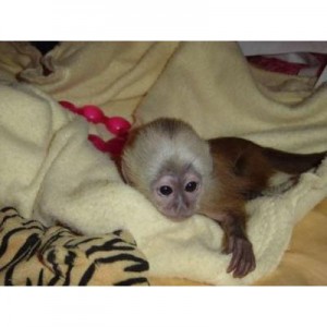 Well Behaved Capuchin Monkey