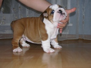 Bulldog with wrinkles and heavy bones