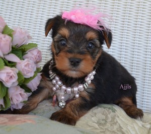 AKC Registered Teacup Yorkie Puppies