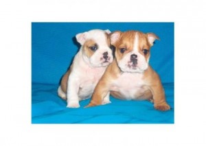 Healthy English Bulldog Puppies available