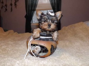 T-Cup Yorkie Puppies