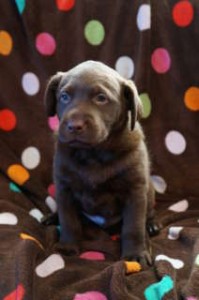 Labrador Retriever Puppies