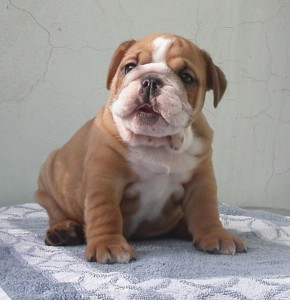 AKC Reg English Bulldog Puppies