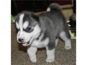 11Weeks Old Purebred Male Siberian Husky Puppy