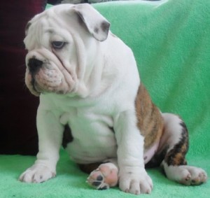English Bulldog Puppies