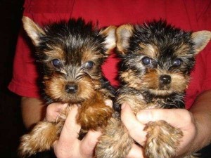 Charming Tea-Cup Yorkshire Terrier Puppies for FREE