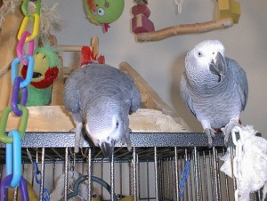 African Grey Parrots