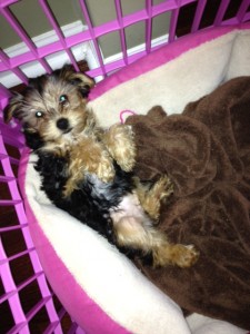 17 Weeks Old Yorkie