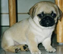 Pure White Pug Puppies for Adoption