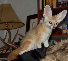 Fennec Fox Available for Sale