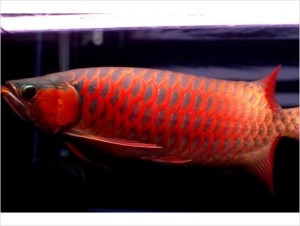 Best quality Super Red Arowana fish and many others for sale