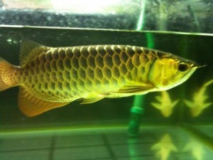 Top Quality 24k Golden, Red arowana, Rtg, Super red, Asian Red