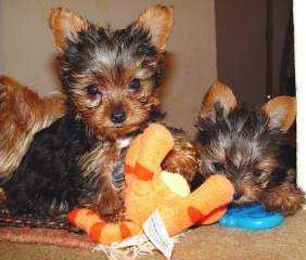 Yorkie Puppies
