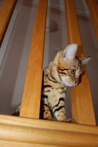 Stunning Bengal Kittens